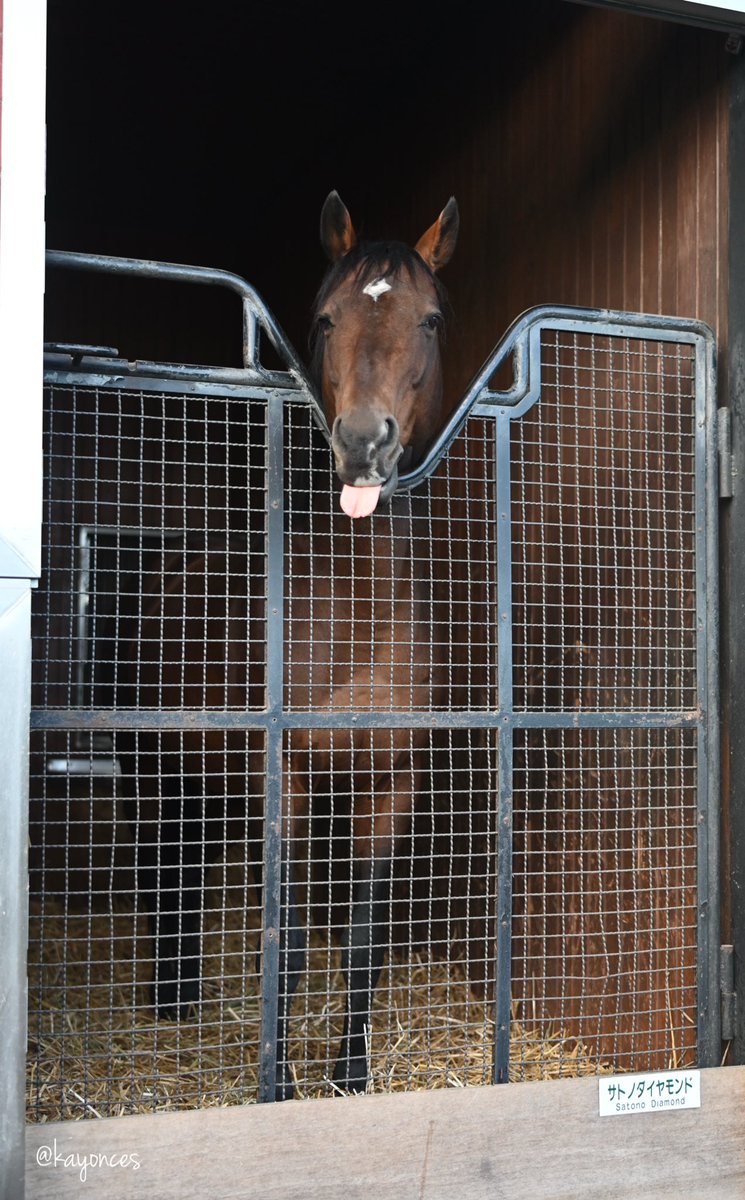 ハツ/ノーリーズン トグルスイッチ プレート01-2横 | LT-PS002-05-G141 | スイッチ