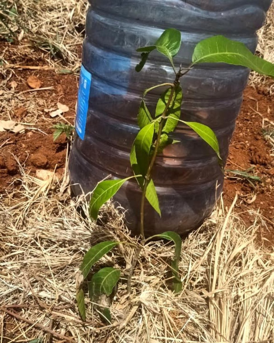 🌱 Planted? Now it’s time to nurture — water, mulch, protect, and grow. Every drop counts in landscape repair and transformation.
#LANSRET #climateaction