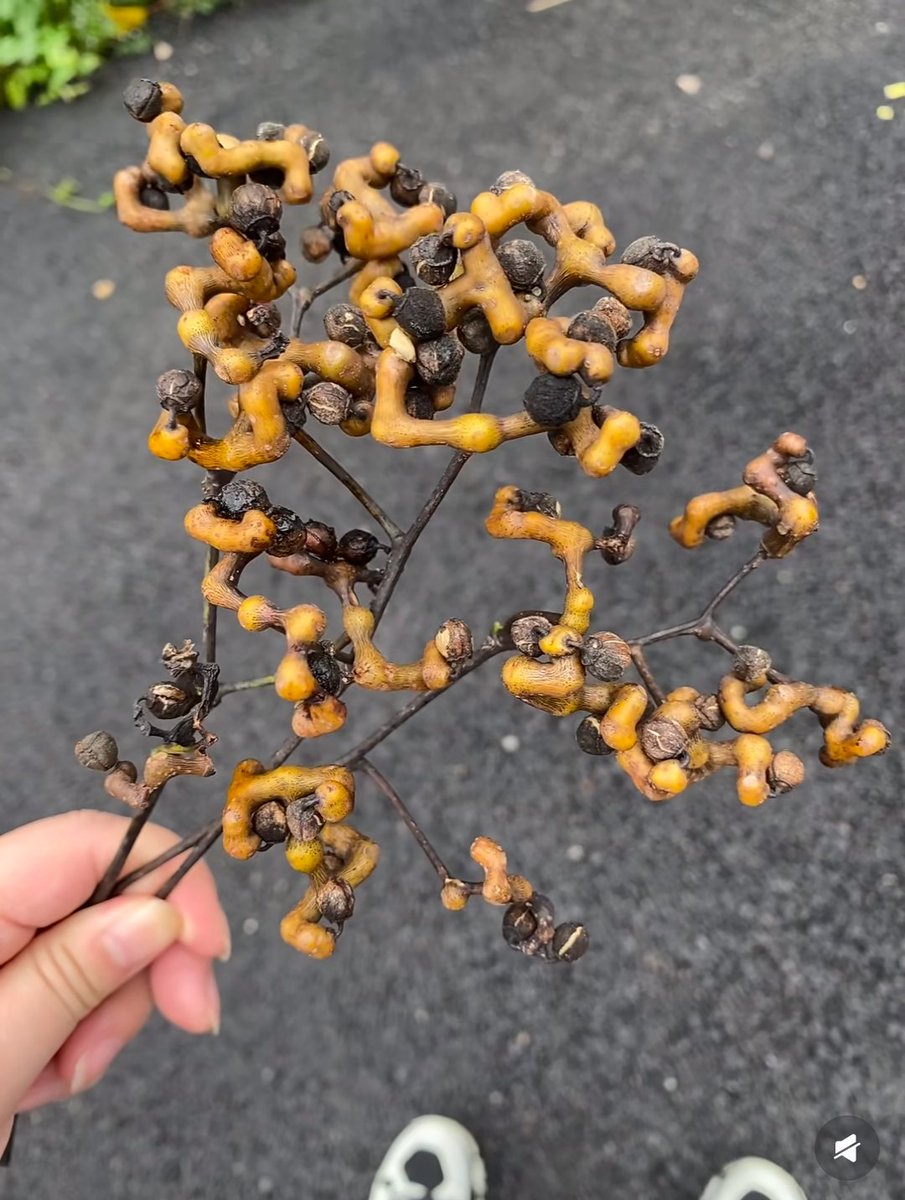 吃过的举个手🙌