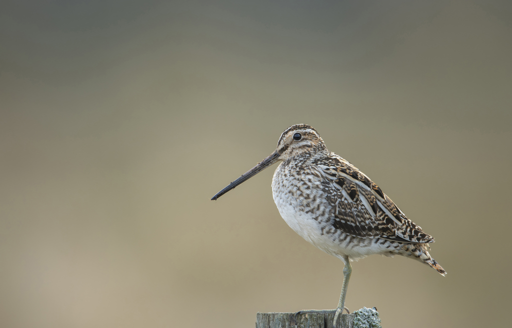 🦆 Join us this Saturday, 1st November, for our 'Date With Nature' family-friendly walk at Dinton Pastures Country Park! 🦆
 
£2.00 donation, under 25s free. Meet at 9:00AM in the main car park by the café (RG10 0TH).         

Photo by Ben Andrew (rspb-images.com)