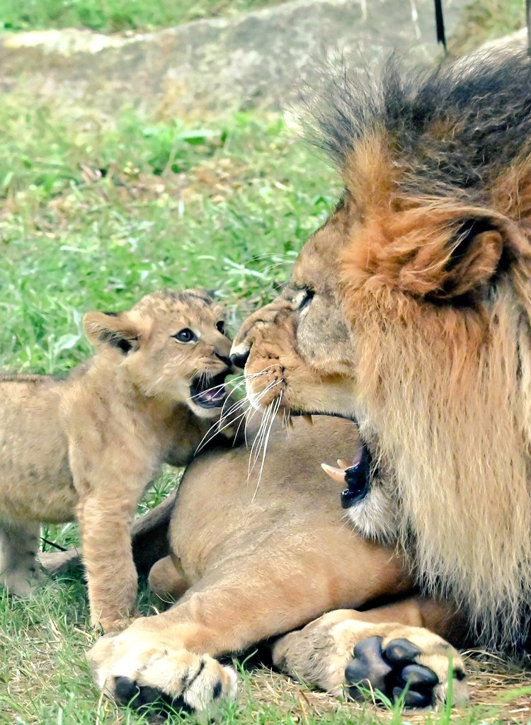 yokko7111's tweet image. どっちが強いかな😊

#ライオン #アース #仔ライオン  #のんほいパーク