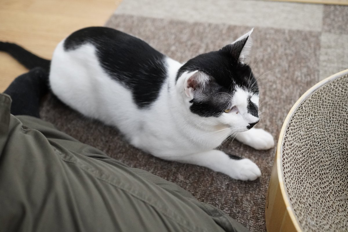 にゃこステ(ΦωΦ)です くろぼうし on X