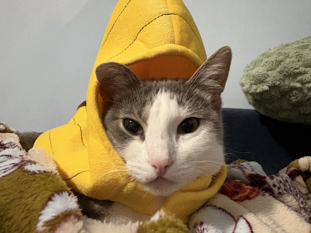 dew3ycat's tweet image. guess what she’s supposed to be for Halloween… it’s a hard one! 🍌