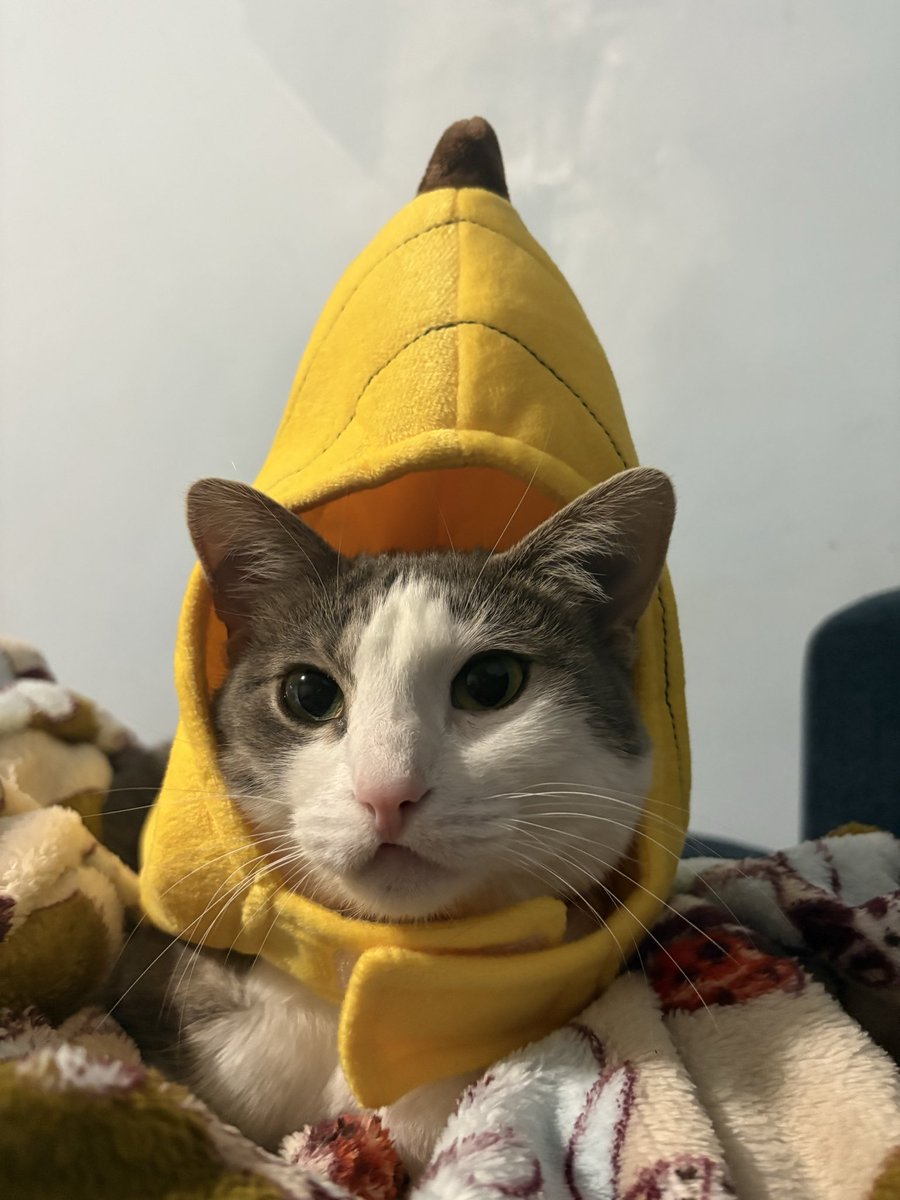 dew3ycat's tweet image. guess what she’s supposed to be for Halloween… it’s a hard one! 🍌