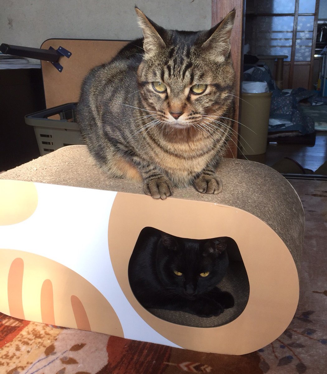 ねこ タキシード猫 02SB – JEKCA-SHOP