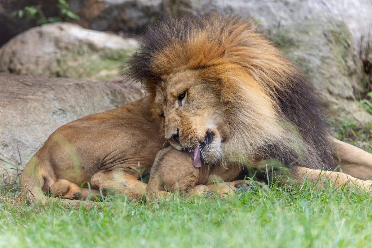 たてがみに顔ズボされて怒るかと思ったらやさしいお父さん🦁
#のんほいパーク