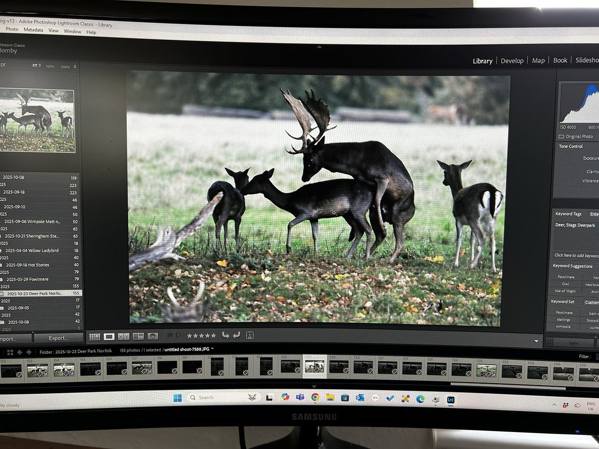 Embarrassing!!😳 Last week I  photographed Deer during rutting season. I took hundreds of shots, many no good at all. Today I had a young lady from an IT service log in to help with a display issue on my pc and of all the images this is the one that appeared first !!! 🤣🤣🙄🥴