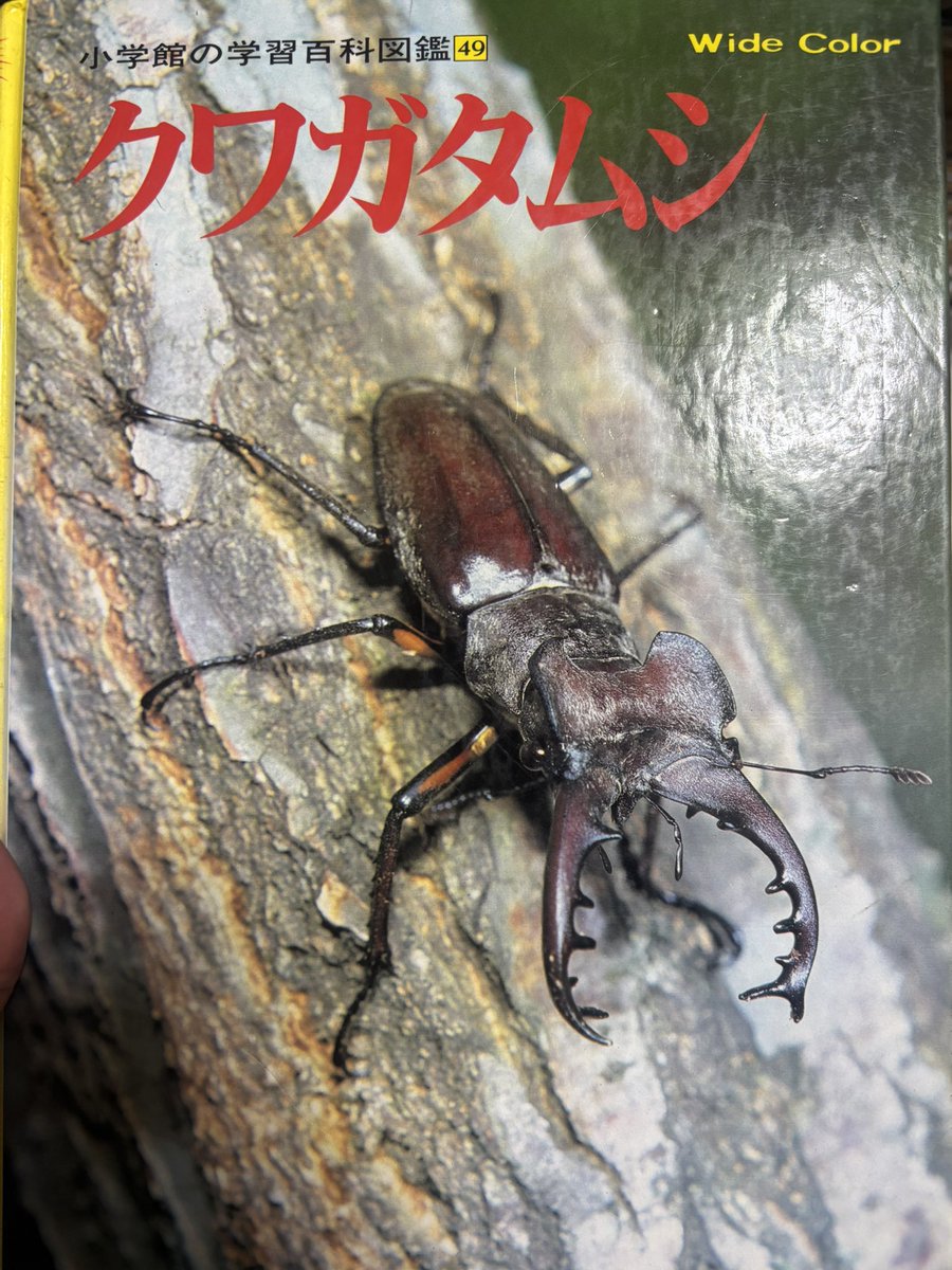 鍾 馗 鍾馗(インカ天誅学)🐬🦋 on X