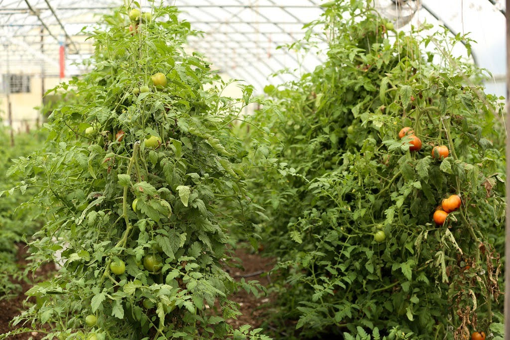 AdvancingEcoAg's tweet photo. ⚡️ Aphids be gone! ⚡️

Perkins' Good Earth Farm had been struggling with aphids for the last few years, and this season their certified organic tomatoes in their high tunnel were under attack. 

Grower Dan Perkins hypothesized that the aphids were feeding on free nitrates. If the plants had the nutrition to process nitrates, the aphids would lose their food source. 

✅ June 23: Took sap analysis
✅ June 30: Sprayed foliar micronutrients from AEA based on sap analysis 
💥 By July 4, the aphids had disappeared! 💥

"We harvest, prune, and sucker every other day so the disappearance was noticeable," says Dan. "We did a second foliar and fertigation on July 10, and took a second sap analysis on July 23 to confirm reduction in ammonium and free nitrates." 

Moreover, they stopped applying regular foliars towards the end of the season, and the aphids came right back. 

Aphids are the first step for Dan. "For 2026, I hope to tackle potato larvae and cabbage lopper pressure." 

Dan says, "I heard Market Gardener Institute is teaming up with AEA. Excited to see what comes from this partnership. As a market gardener, I wanted to share the success I had with AEA's program this summer."

Rock on! 

📣 Our Market Gardener Line is now available for preorder: https://t.co/FcdLHyOaJW