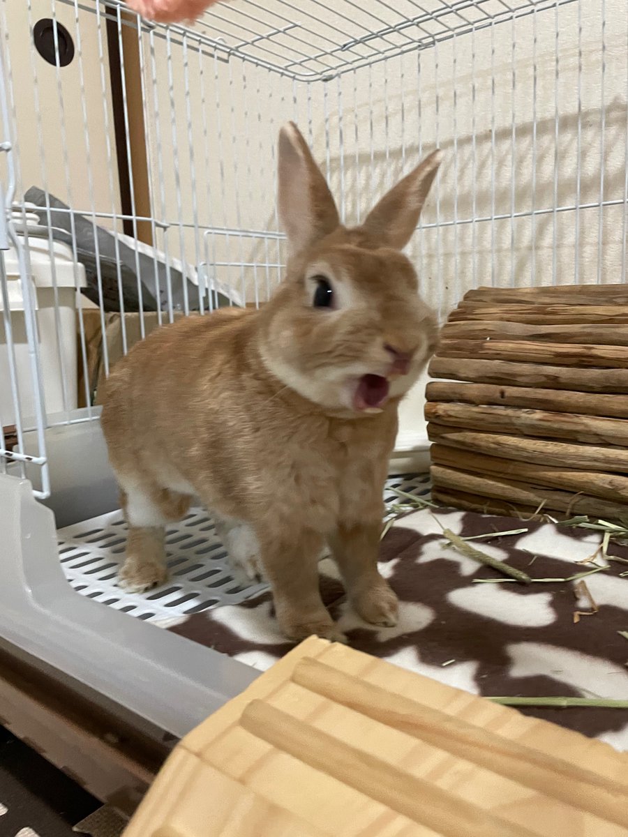 wumper rabbit  うさぎ wumper rabbit うさぎ 干支置物 No.07 うさぎB / 羊毛フェルト