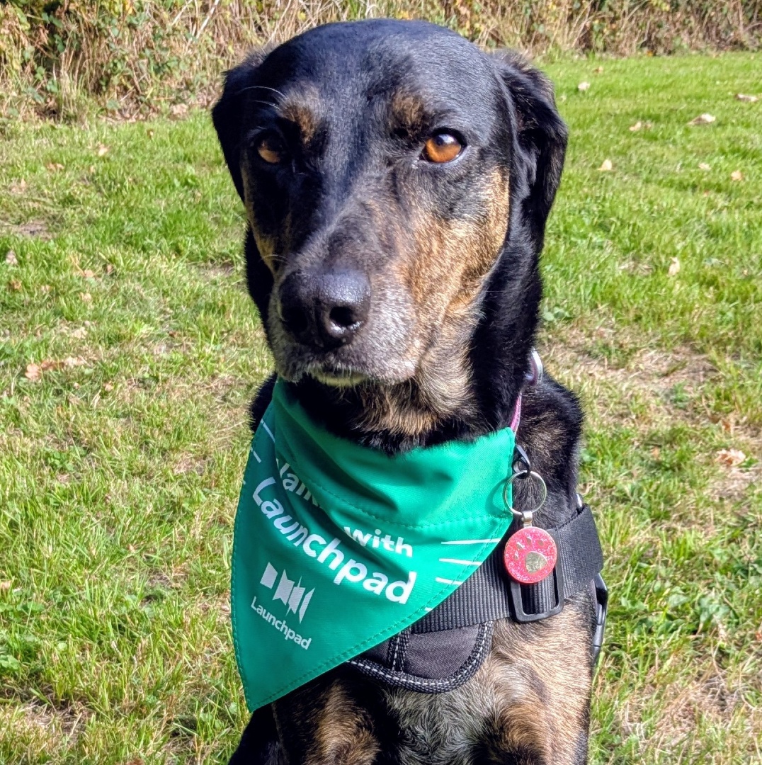 We're entering the final week of Walkies! our October dog-walking challenge. Walk with pride this week Nala, Tiana, Rosie, Scout, Solomon, Marie, Rudi, Lewis, Poppy, Wilbur and both Milos 🐶
Visit f.mtr.cool/erbulndyal to support the dogs taking part. 🐾