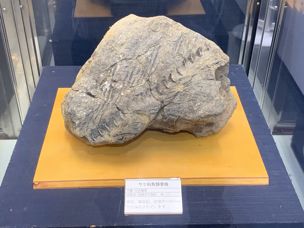 🪨⚒たけぼ〜 (@kuzuensis) / Posts / X