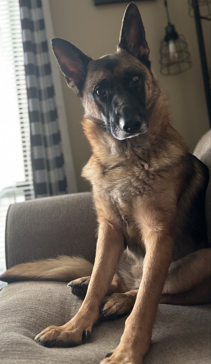 JudgingDogSol's tweet photo. It’s a beautiful morning for silent judgment. 🌤🐕

$JudgingDog
2Ds1eoFvHbXsP9PamPmhQQak9HHMFf6wAvbXBKgQmoon

#JudgingDog #JudgingDogSol #MemeCoin #DogCoin #Crypto #CryptoCommunity https://t.co/ApVPXDEAFR