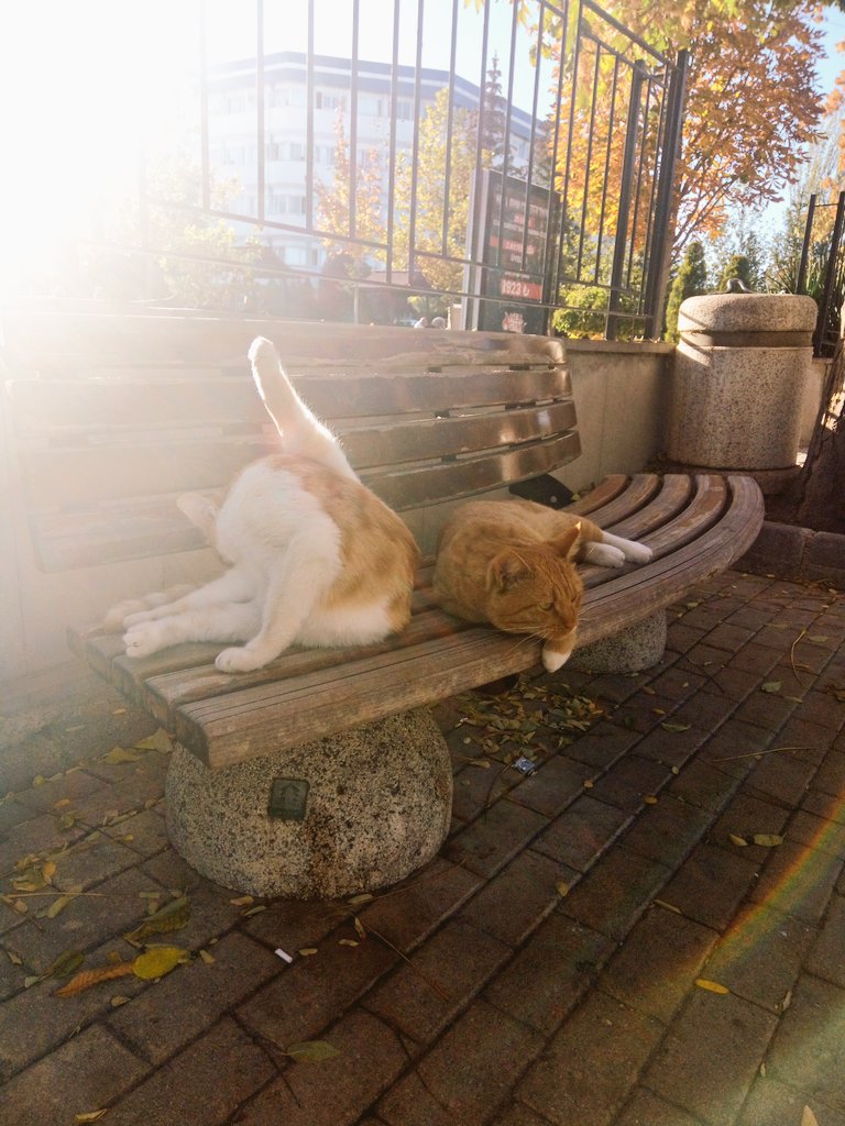 telefon kameramın bozulup 💩 gibi çekmesi anı biriktirmeme engel değil