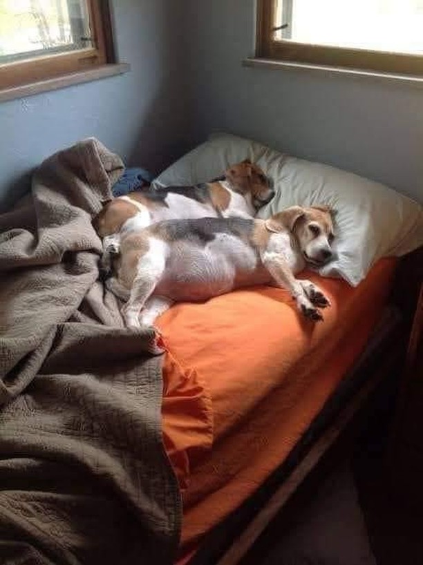 Dog Lovers tweet media