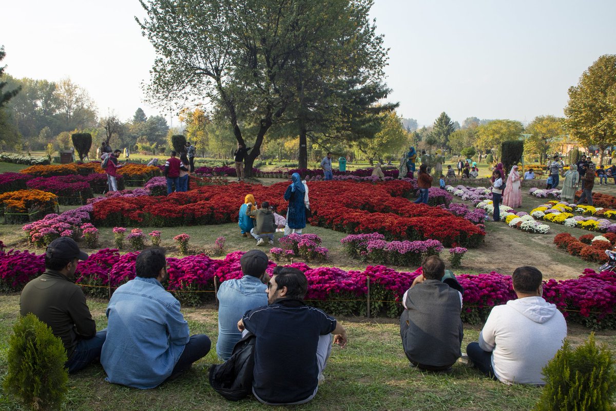 faisalbashirs's tweet image. People stroll through the newly opened Chrysanthemum Garden at the Botanical Garden in Srinagar on Oct 27, 2025. Surrounded by a vibrant display of hundreds of blooming varieties, the garden has begun captivating visitors &amp;amp; nature lovers amid the autumn season. 📷 @faisalbashirs