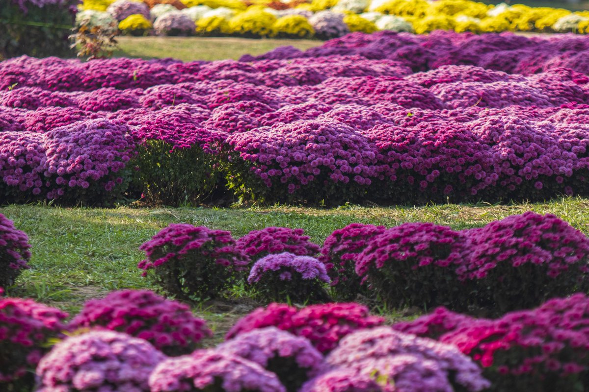 faisalbashirs's tweet image. People stroll through the newly opened Chrysanthemum Garden at the Botanical Garden in Srinagar on Oct 27, 2025. Surrounded by a vibrant display of hundreds of blooming varieties, the garden has begun captivating visitors &amp;amp; nature lovers amid the autumn season. 📷 @faisalbashirs