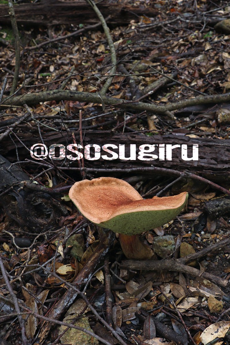 きのこページ oso 的キノコ擬人化図鑑 on X