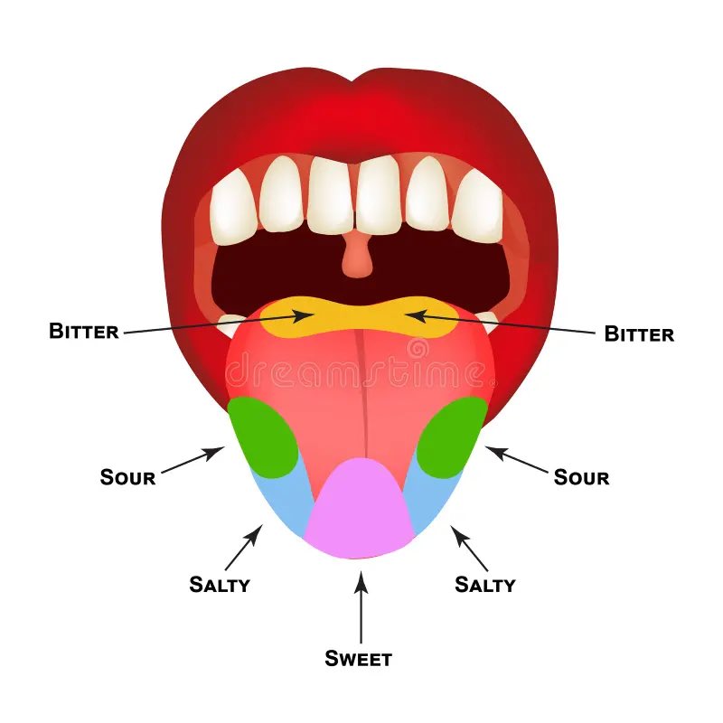 Olalekanakogun's tweet image. Funnily these aren’t likely do much, the taste buds for BITTER are at the back, and may extend further back beyond the polythene.😌