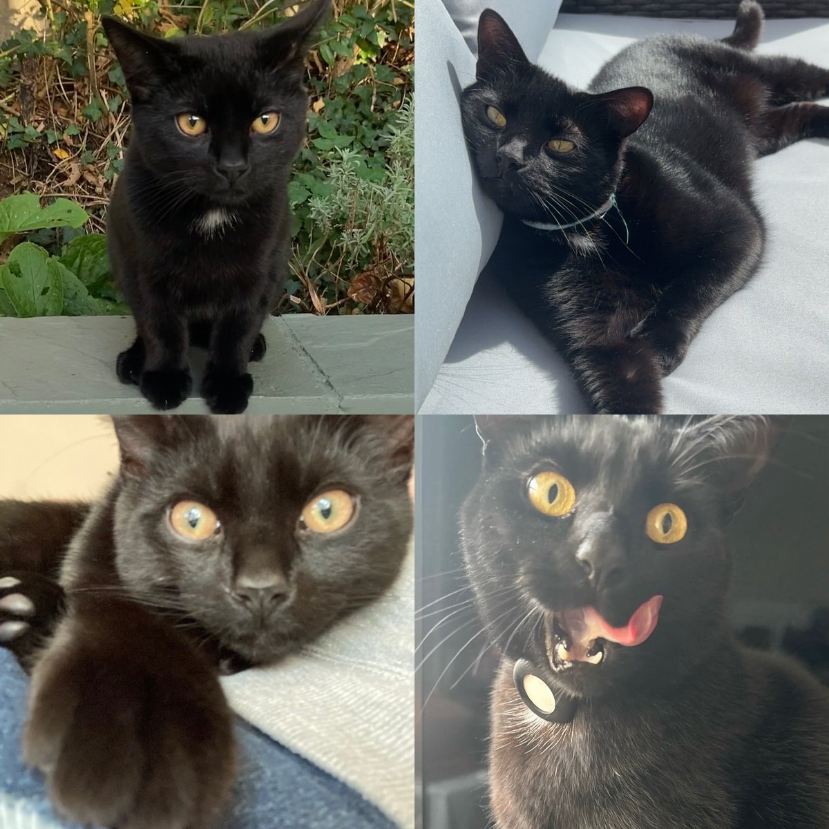 Victoria Phillips tweet media