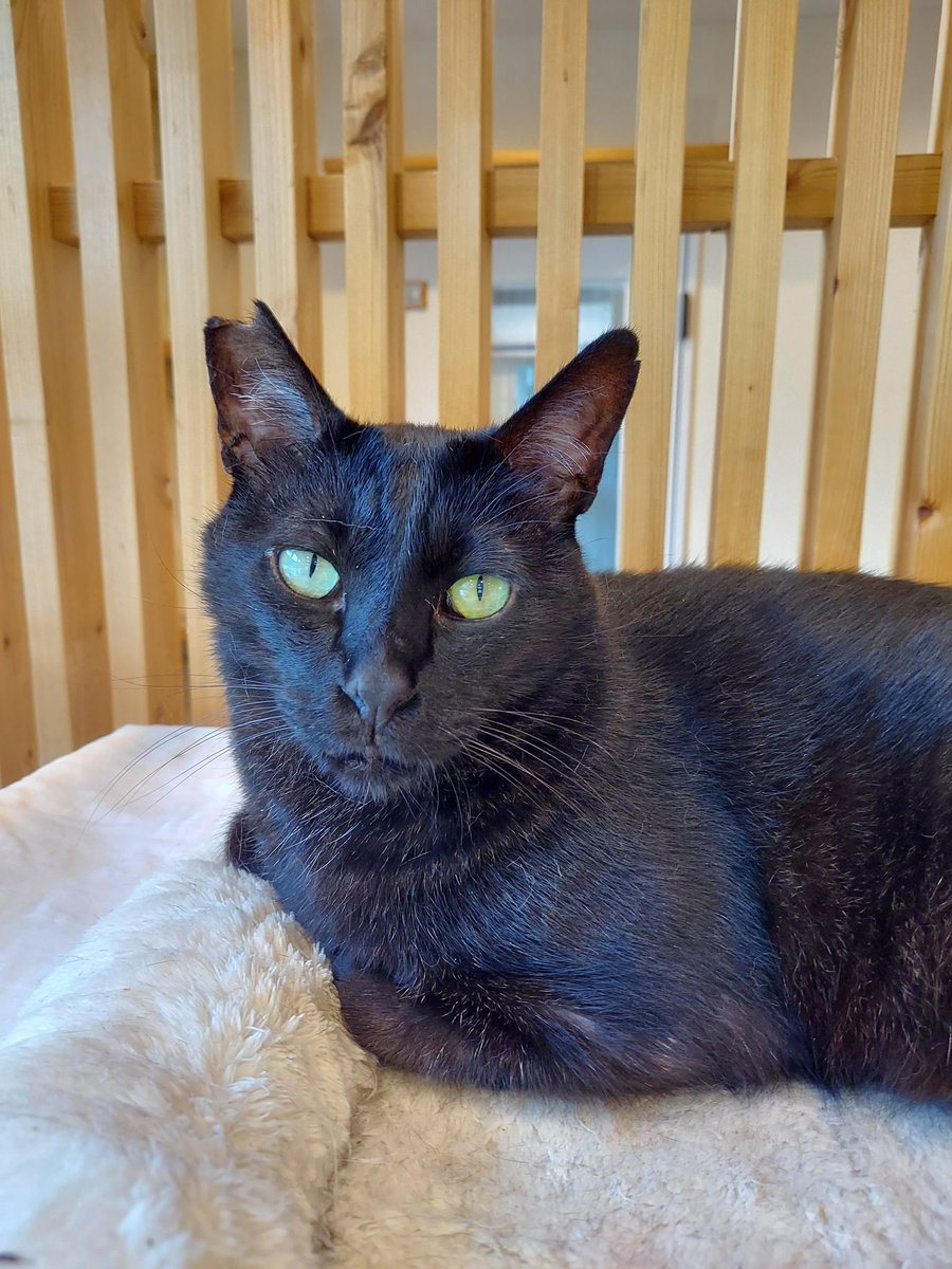 ゆのじ (@bicolorcat0573) / Posts / X