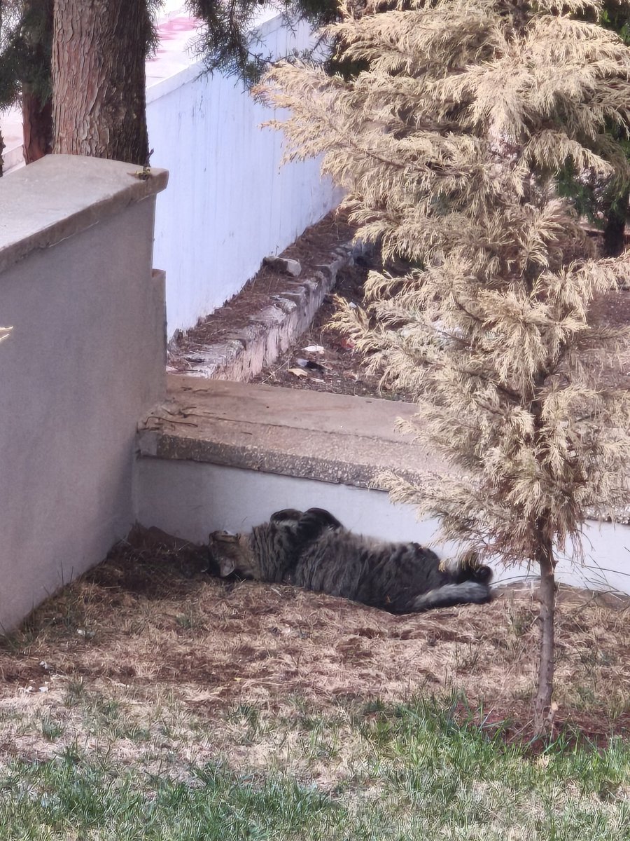 Hayatta şu kadar rahat olsam yeter