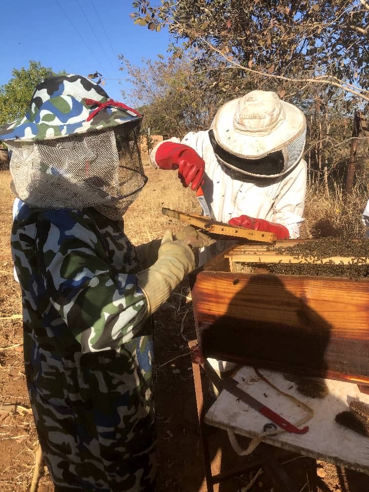 Majorsgoldenhiv's tweet image. "The buzz on bee keeping 🐝💥 #BeeKeepingTips #Beekeeping #ApiaryLife #BeeLover #HoneyProduction #majorsgoldenhive