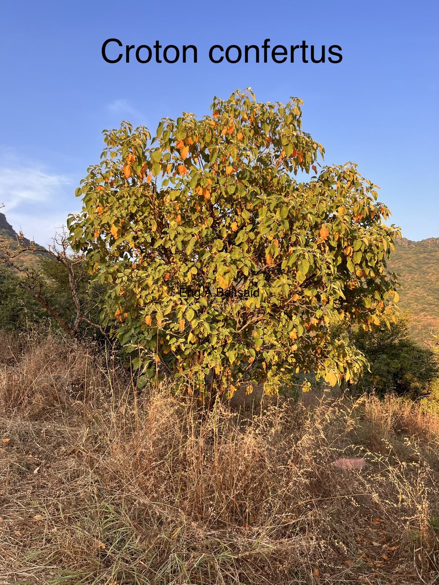 Croton confertus  شجرة حور من نباتات ظفار المميزه لها العديد من الاستخدامات في البيئه المحلية