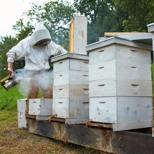 FoxhoundBeeCo's tweet image. Beekeeping Tip!

Having two hives can be a bit more expensive, but it gives you more management options. If one colony goes queen-less, you can transfer eggs from the healthy hive to make up for it.

#foxhoundbeeco #beekeeping #beekeepingtips #beekeeper #bees #hives #queenbee