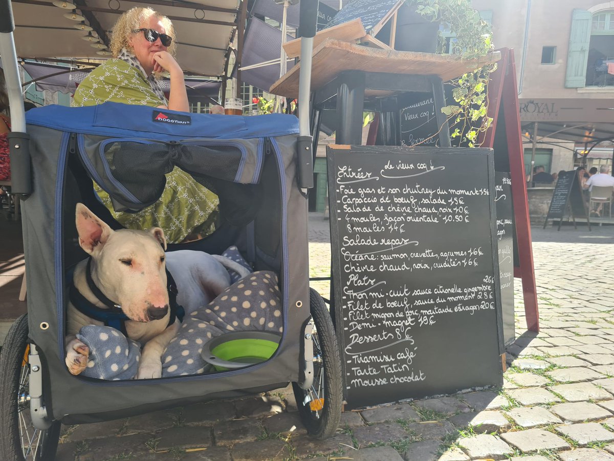 pippa__jane's tweet photo. Today we are celebrating Flynn's 11th Gotcha Day! 11 fabulous years with our little cheeky monkey ๐ We love you to infinite and beyond sweet boy! ๐ฅฐ๐พโค๏ธ๐พ #gotchaday #bullterriers https://t.co/7XSUWkOgsT