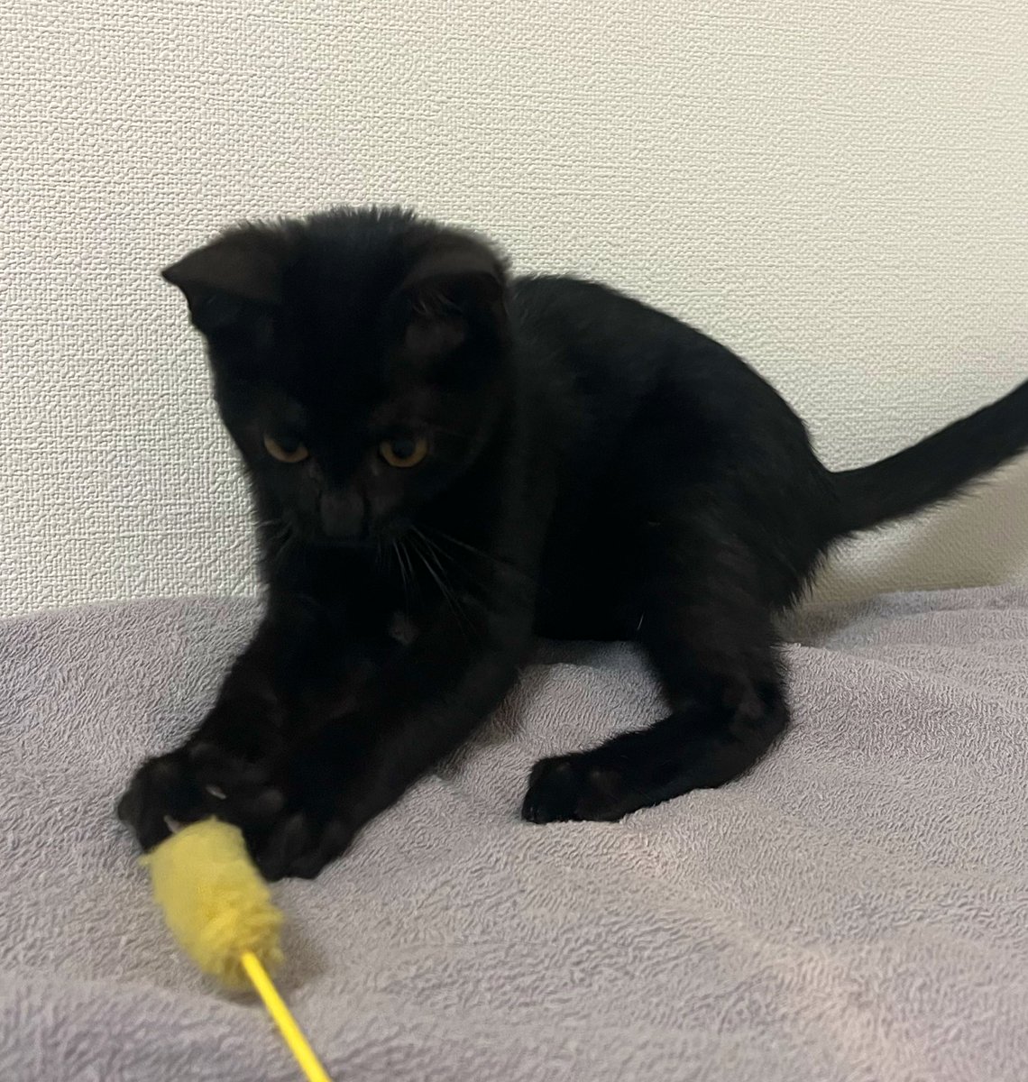 ♛︎伝説級の社畜みゆ on X