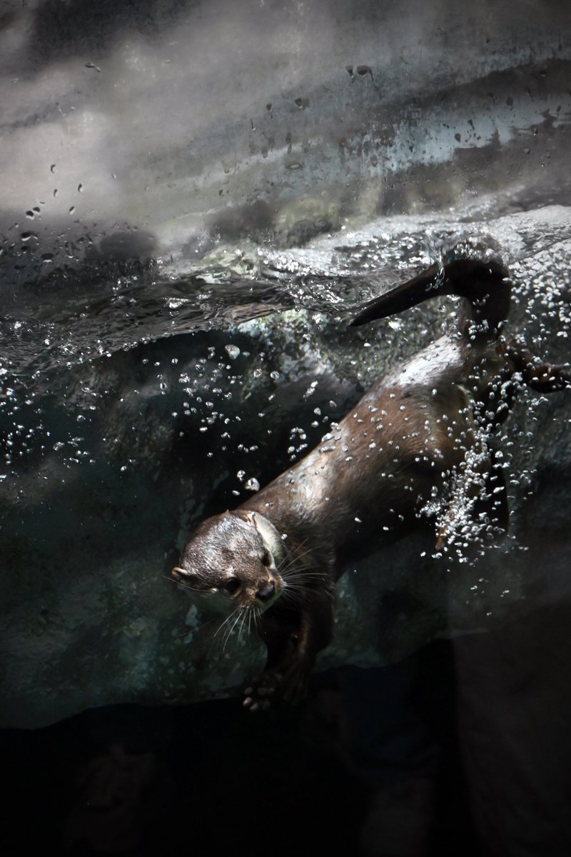 ハコ＠さすらう落とし物たちの写真集「のら」発売中