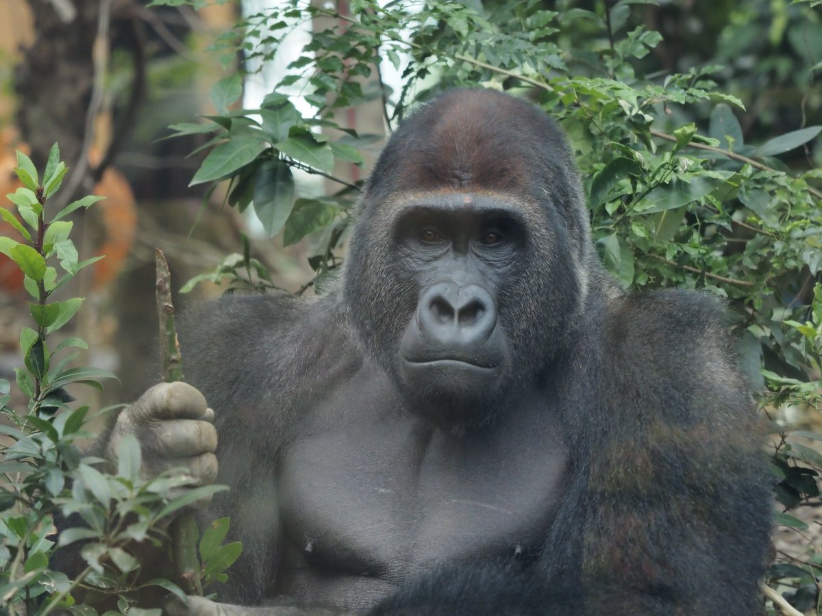 わんぱくラッコ げんきなコタロウ はっさく🍊 寄付ではっさくをたくさんいただきました😆ゴリラ