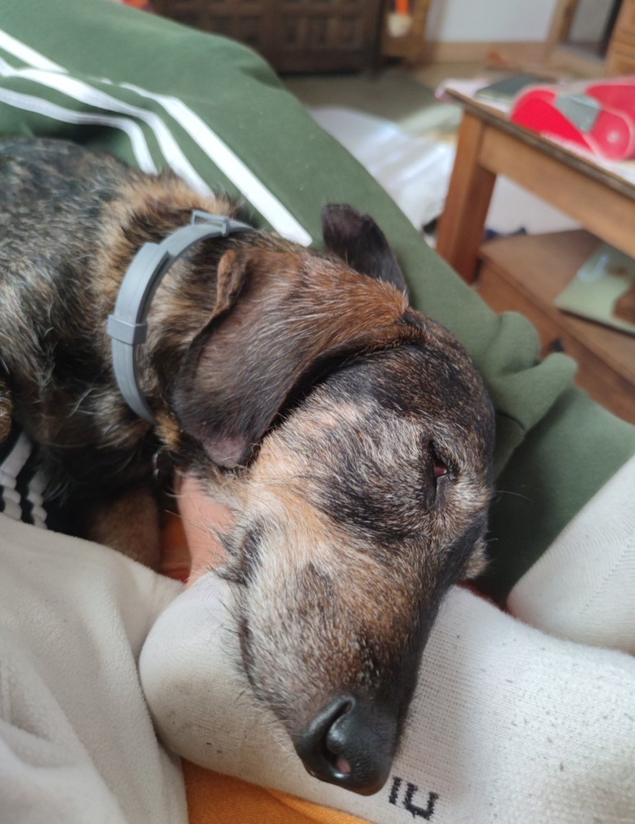 Ojalá hoy pueda oir tus pasitos por el parquet una vez más...❤️