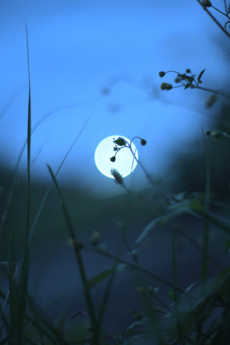 Nikon Zf
KONICA HEXANON AR 57mm F1.4