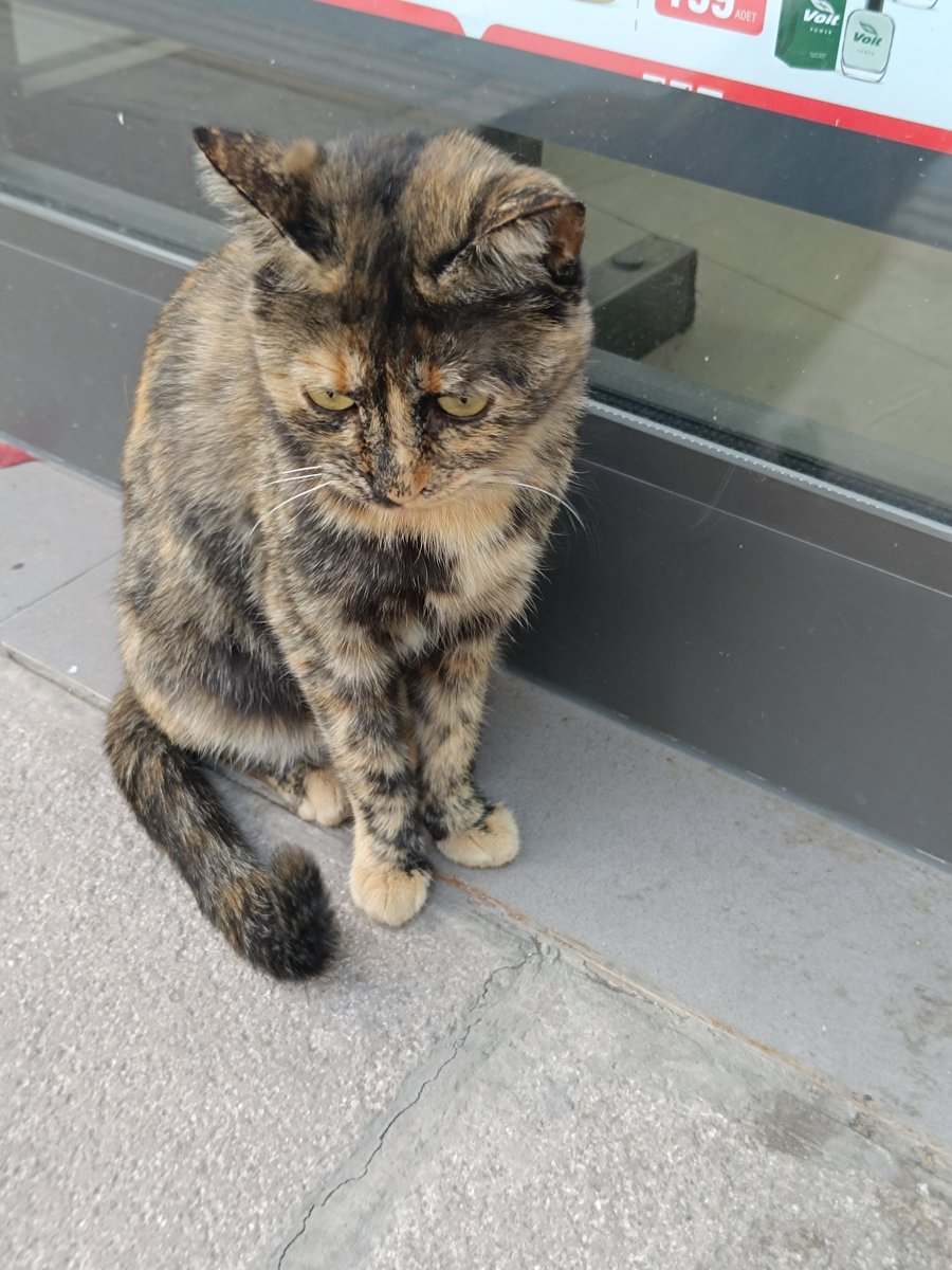 Kürt kedi olarak adlandırdığım kedi mlsf bugün diğer kediye mama verdiğim için benimle küstü