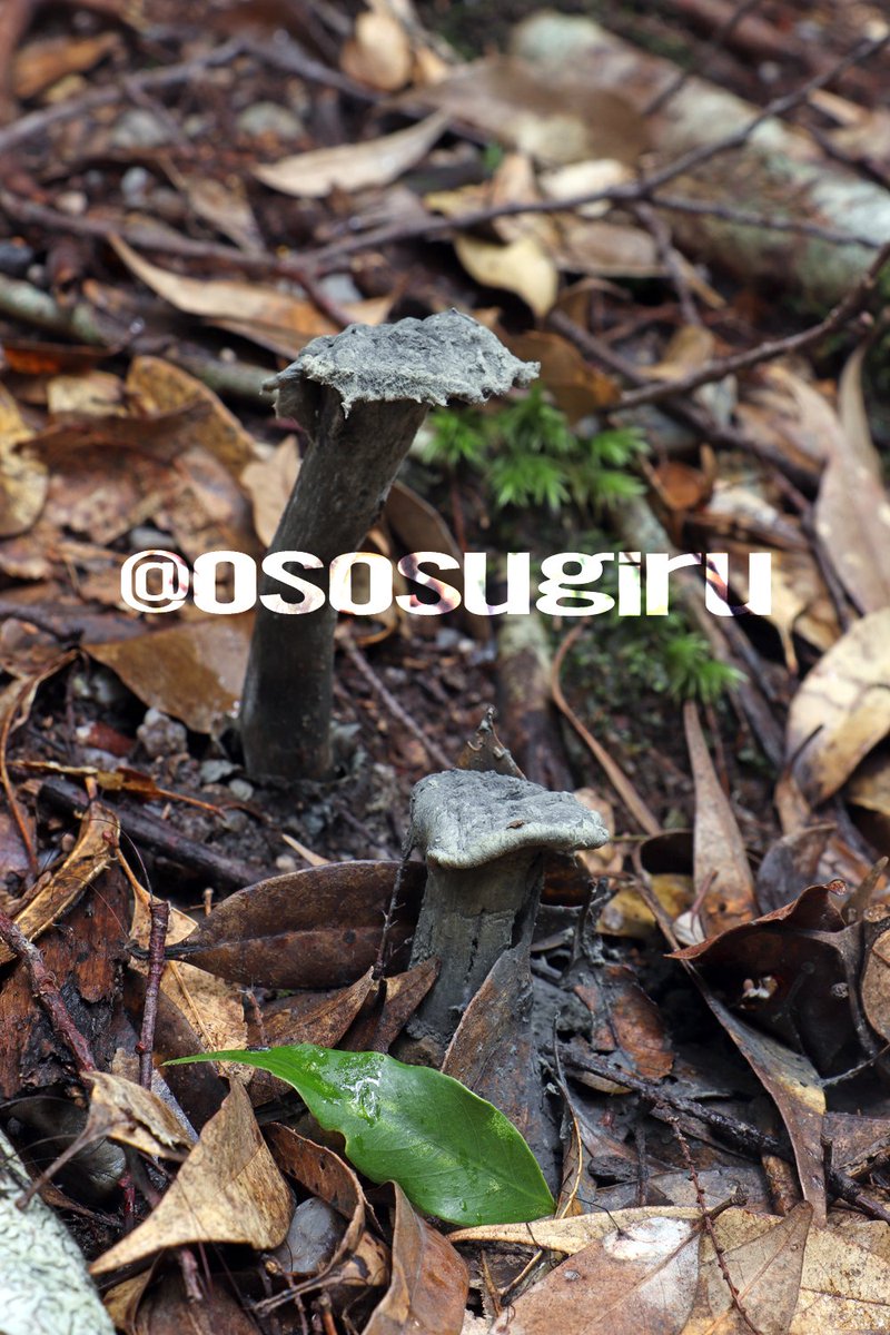 oso 的キノコ擬人化図鑑 on X