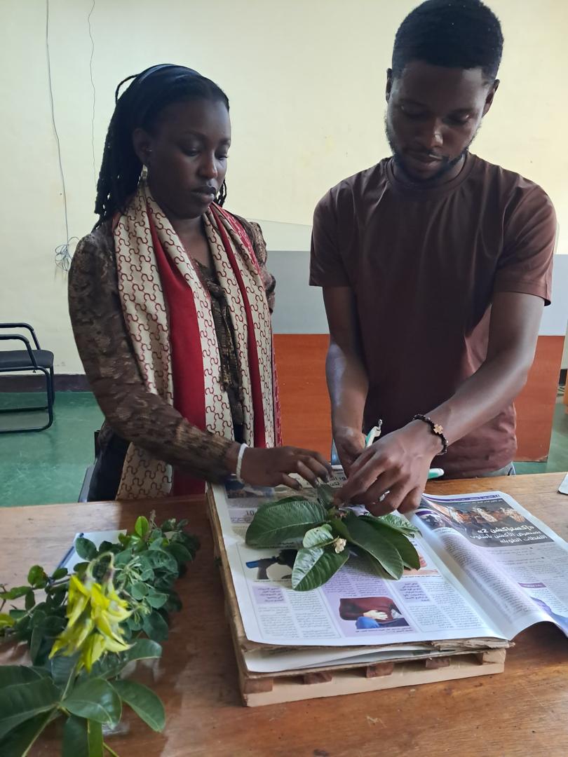CoEBrwanda's tweet photo. 🚨UPDATES🚨
Starting today, @CoEBrwanda  interns at @RwandaHerbarium  are being trained in herbarium workflows, gaining hands-on skills while contributing to enriching Rwanda’s national plant collection and advancing botanical research. https://t.co/D9yQuTwZV2
