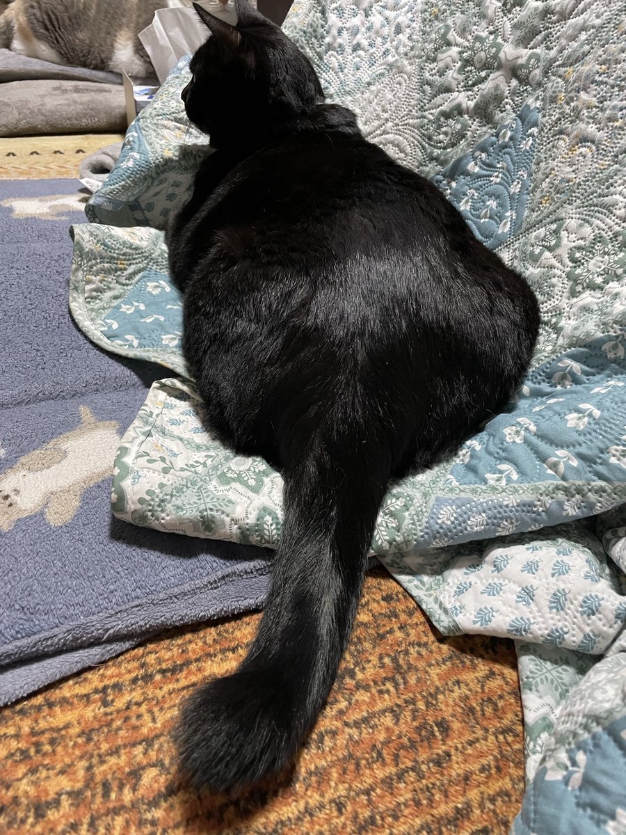 jun44jun44's tweet image. #全国黒猫の日