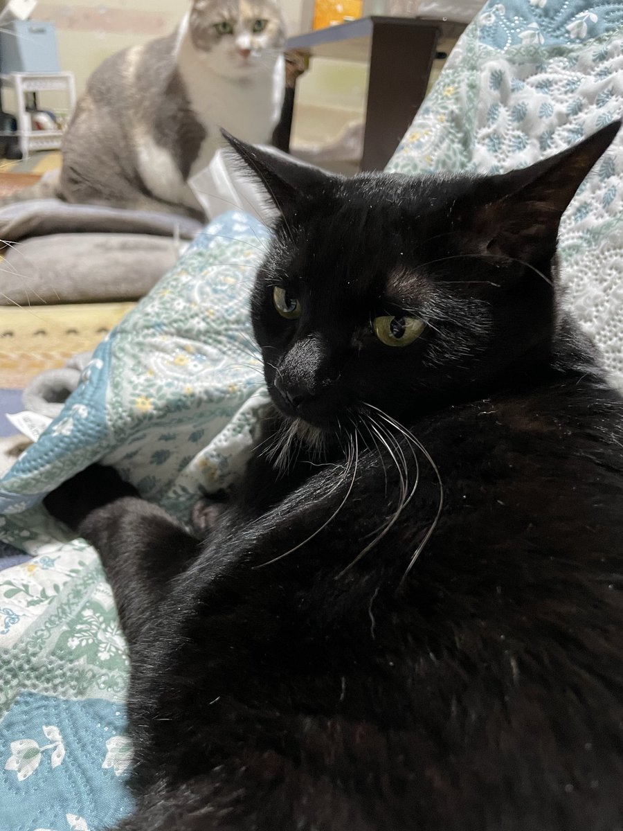 jun44jun44's tweet image. #全国黒猫の日