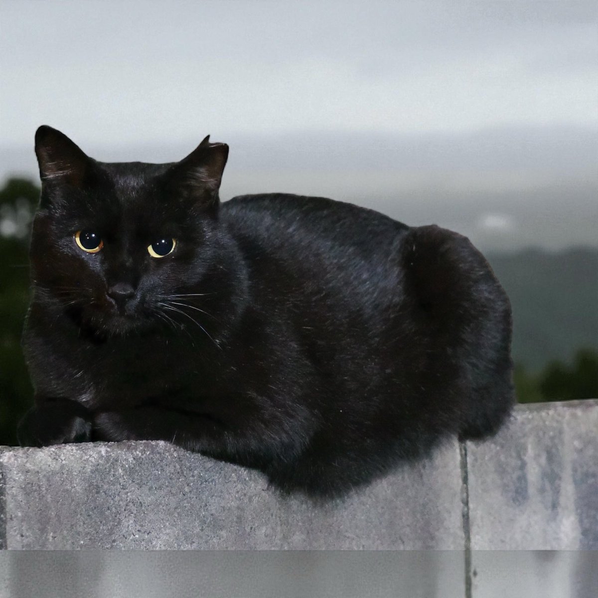 armitage (@armitageamichan) / Posts / X