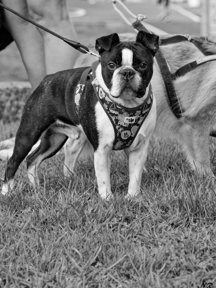 Oreo a été pris en photo quand ma sœur a fait sa course l’autre jour 🥰