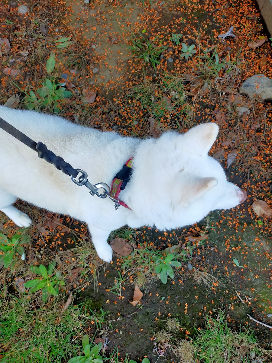 いぬびすページ♡⃜ あかゐ on X