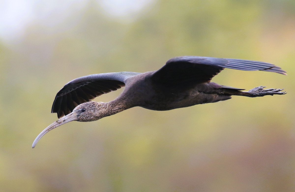 Here is the second Glossy Ibis present at Summer Leys this morning. #northantsbirds <a href="/bonxie/">Mike Alibone</a> <a href="/Britnatureguide/">The British Nature Guide</a> <a href="/NatureUK/">NatureUK</a> <a href="/wildlifebcn/">The Wildlife Trust for Beds, Cambs & Northants</a> #TwitterNatureCommunity <a href="/Natures_Voice/">RSPB</a>