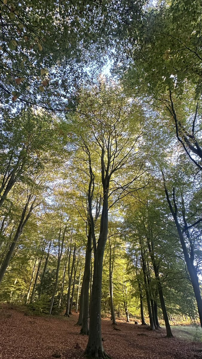 A gang of trees in Norfolk this afternoon, grumbling about the clock change.