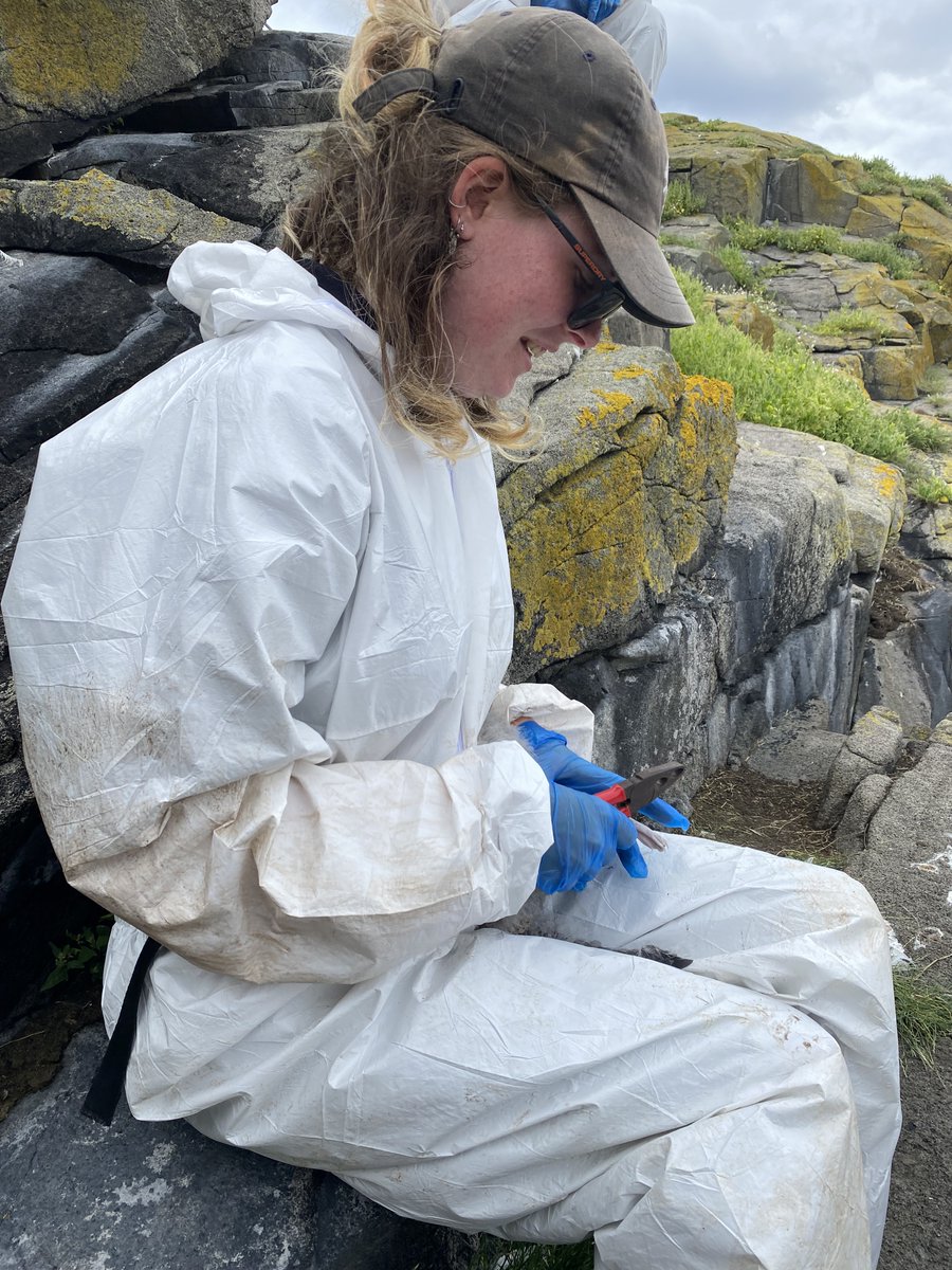 Its been another amazing year on the Isle of May but without our volunteers, we could never achieve what we do. Today's blog is a thank you to those who have helped during the season. Link: isleofmaynnr.wordpress.com