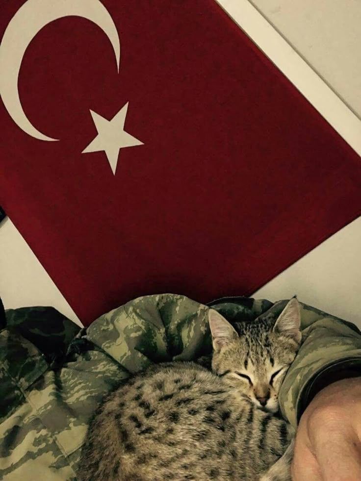 War Aesthetic (@aesthetic1war) on Twitter photo 