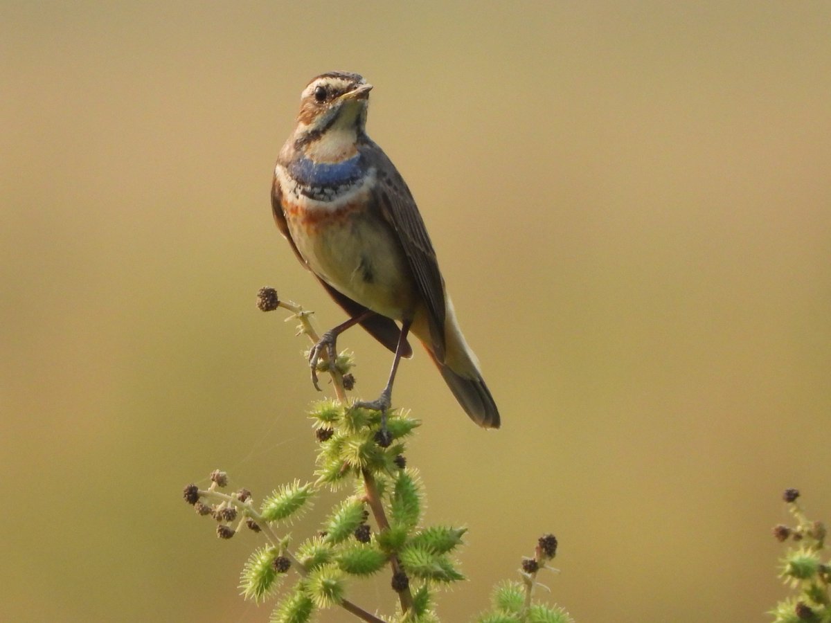 WorshipNature's tweet photo. Bluethroat is one of the fairly common winter visitors in lowland Nepal. A male photographed in Lumbini farmlands @KeyBiodiversity #Nepal checks the surroundings for any threat before diving down to the ground. Bluethroats mainly feed on the ground -just like the rubythroats! https://t.co/KZDO4A1umS
