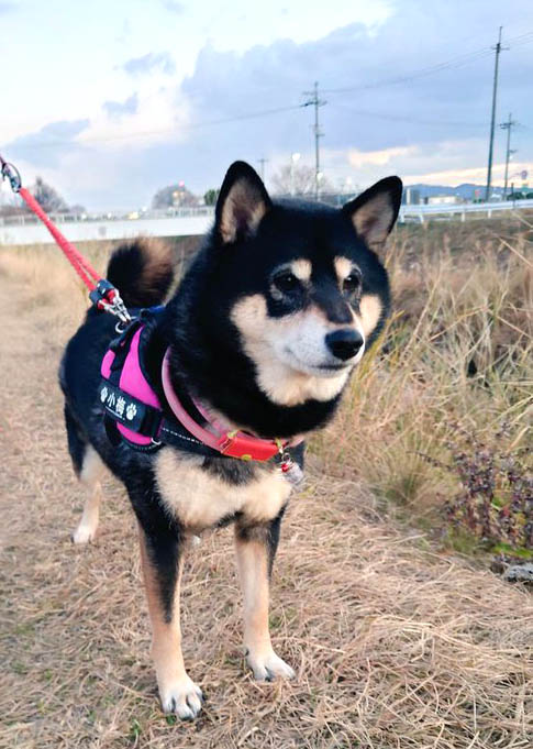 柴犬が好き 柴犬が好きすぎる＊シバ田 on X