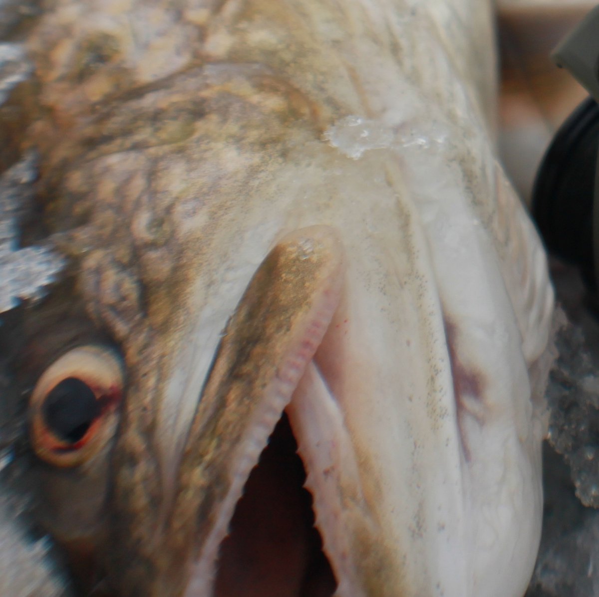 OkumaFishingUSA's tweet image. Are you ready for ice season?
Whether you’re chasing walleye, perch or panfish, Okuma Ice Reels are built to handle the cold and keep you in the action all season long.

Check out the full lineup now at okumafishingusa.com

#OkumaFishing #IceFishing #OkumaCeymar #OkumaAvenger